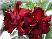 Adenium Black Bird