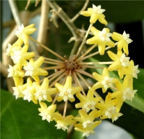 Hoya Surigaoensis