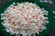 Никтантес вариегатный-Nyctanthes arbor-tristis variegata