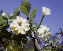 Гардения Тернифолия-Gardenia Ternifolia