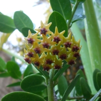 cumingiana (взрослое растение)