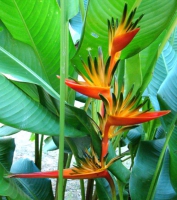 Геликония Heliconia psittacorum x spathocircinata Guadeloupe