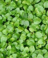 Mentha 'Johannisbeere'-Мята со вкусом и ароматом Черной Смородины