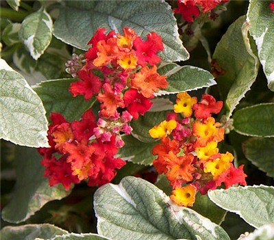 LANTANA Skittles-mini variegata