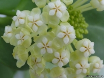 Hoya  Pachyclada