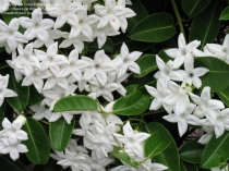 Стефанотис флорибунда вариегатный-Stephanotis floribunda variegatum