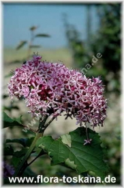 Клеродендрон (листопадный кустарник)-Clerodendrum bungei-Losbaum, Ruhmesblume