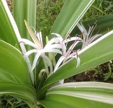 Кринум азиатский вариегатный Crinum Asiaticum Variegata