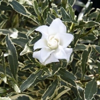 Гардения радиканс вариегата-Gardenia radicans