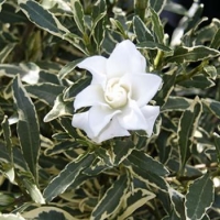 Гардения радиканс вариегата-Gardenia radicans