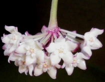 Mikrophylla