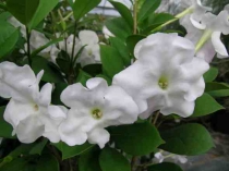 BRUNFELSIA LACTEA грандифлора