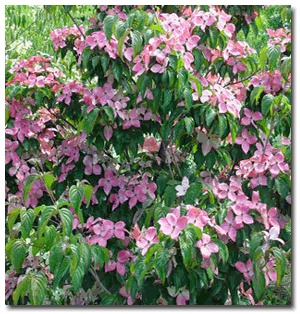 Дерен коуза 'Сатоми Компакт', Кизил японский 'Сатоми Компакт'Cornus kousa 'Pv Satomi Compact'