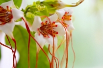 Strophanthus Americano