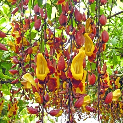 Тунбергия-THUNBERGIA MYSORENSIS-1