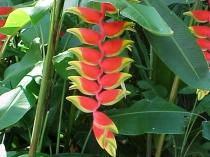 Геликония ростральная-Heliconia Rostrata