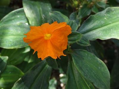 Costus igneus Костус огненно-красный