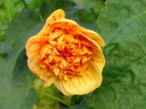 Абутилон махровый Royal ilima-Abutilon Royal ilima