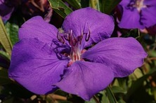 Тибухина Tibouchina jules-1