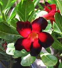 Adenium Double  Color