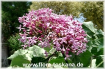 Клеродендрон (листопадный кустарник)-Clerodendrum bungei-Losbaum, Ruhmesblume