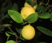 Лимон Key lime - (Citrus Aurantifolia)