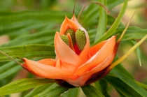 Фрейсинетия куминга -Freycinetia cumingiana
