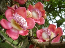 Couroupita guianensis variegatis ( Курупита гвианская Вариегатная))