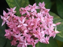 ИКСОРА РОЗОВАЯ-IXORA TAIWANENSIS