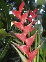 ГеHeliconia Caribea Lamarck X Bihaiликония 