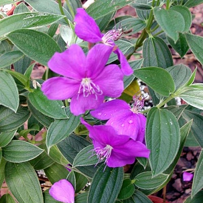 Тибухина Tibouchina Disson-1