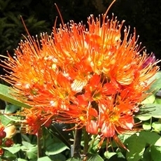 Xanthostemon sp.(T01) orange flower 