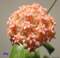 Hoya Fitchii