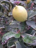 C. latifolia "foliis variegatis