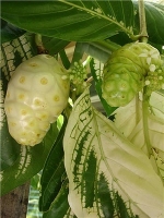 NONI~ Variegated Tahitian Morinda Citrifolia