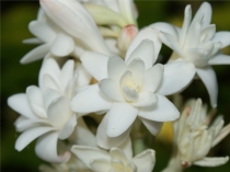 Тубероза Polanthes Tuberose