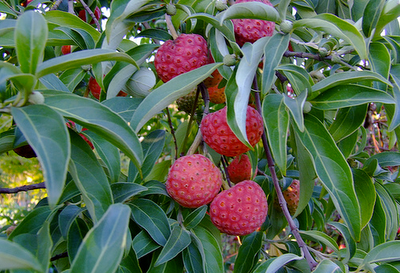 Дерен коуза 'Сатоми Компакт', Кизил японский 'Сатоми Компакт'Cornus kousa 'Pv Satomi Compact'