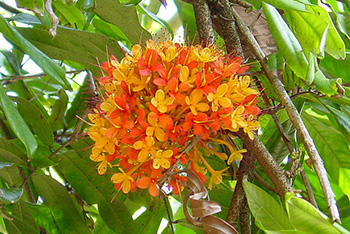 Saraca Indica