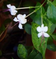 Сlerodendrum inerme golden variegata