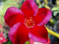 Adenium  Aloma