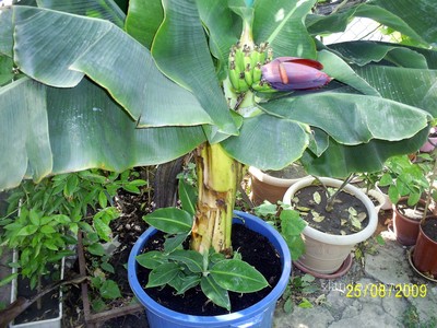 Банан комнатный плодоносящий карликовый