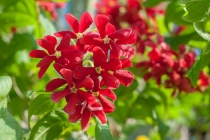 Ятрофа цельнокрайняя красная   Jatropha integerrima red