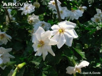 Gardenia Thunbergium Гардения Тунберга