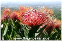 Леукоспермум (белосемянник)-Leucospermum tottum ґScarlett Ribon`-Nadelkissen