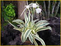 Гименокаллис прибрежный вариегатный Hymenocallis littoralis variegata