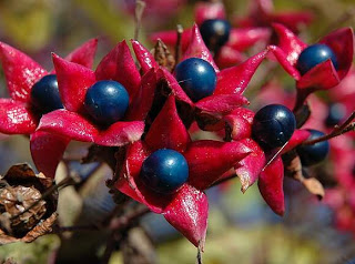 Клеродендрум трихотомум-Clerodendrum trichotomum