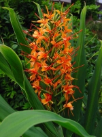 Гедихиум Hedychium coccineum Tara