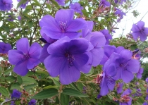 Тибухина Tibouchina jules