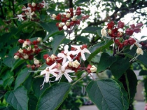 Клеродендрум трихотомум-Clerodendrum trichotomum