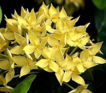 Ixora sp.(T01) variegated  yellow flower